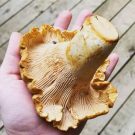 Mandolin Hart Avatar